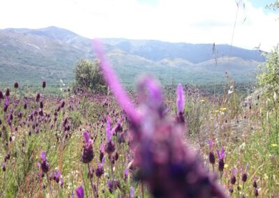 Finca El Venero - Navaluenga - Ávila