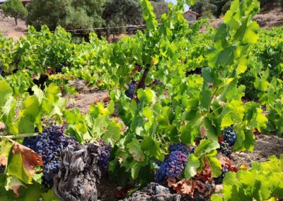 Finca El Venero - Navaluenga - Ávila